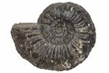 Jurassic Fossil Ammonite (Amaltheus) - United Kingdom #219948-1
